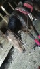 Horse For Sale: Childsgardnoverses- Photo 1