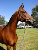 Horse For Sale: Last Command- Photo 1
