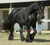 Horse For Sale: Chico- Photo 1