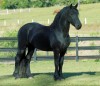 Horse For Sale: rayon- Photo 1