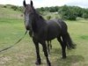 Horse For Sale: lucky- Photo 1