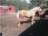 Horse For Sale: Morning Glory - Photo 1