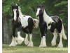 Horse For Sale: gypsy vanner - Photo 1