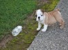 Horse For Sale: Adorable English Bulldog Puppies For Adoption- Photo 1