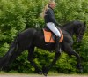 Horse For Sale: !!!- Photo 1