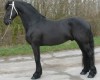Horse For Sale: Roc- Photo 1