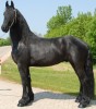 Horse For Sale: Rok- Photo 1