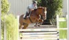 Horse For Sale: Whoopsy Daisy- Photo 1