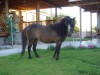 FOF Smuckers May Sunrise- Photo 3