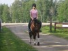 Horse For Sale: Lady Gwynevere- Photo 1