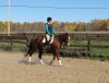 Horse For Sale: Vendetta- Photo 1