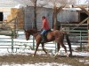 Horse For Sale: Iceys Royal Snow- Photo 1
