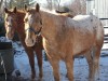 Horse For Sale: woody- Photo 1