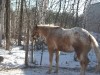 woody- Photo 2