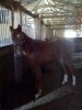 Horse SOLD: Charlie- Photo 1