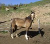Horse SOLD: Star- Photo 1