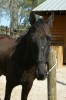 Horse For Sale: Turbo- Photo 1