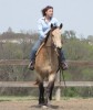 Horse For Sale: Glory- Photo 1