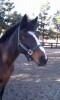 Horse For Sale: Dasher- Photo 1