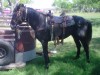 Horse For Sale: buckwheat- Photo 1