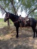 buckwheat- Photo 2