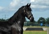 Horse For Sale: berky- Photo 1