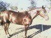 Horse For Sale: Woody- Photo 1