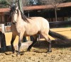 Horse For Sale: Dunny- Photo 1
