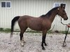 Horse for sale: Lady Fire: registered purebred Arabian bay mare, frisky and classy with all the right moves under saddle