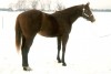 Horse for sale: XH Cisco Cowboy