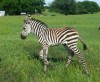 Horse for sale: Zebra for sale, three fillys and one colt