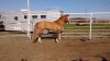 Horse for sale: Brooks Dun