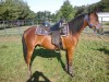 Horse For Sale: halim magic fantasy - Photo 1