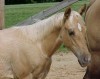 Horse For Sale: Sonnys Nu Moon- Photo 1