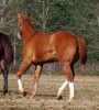 Horse For Sale: A KID CAN DREAM- Photo 1