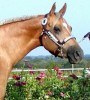 Horse For Sale: Areyoutalkingaboutme- Photo 1