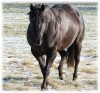 Horse For Sale: Coolest After Midnight- Photo 1