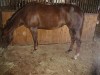 Horse For Sale: Coolsified Candy- Photo 1