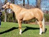 Horse For Sale: FG ONE CLASSY FELLA- Photo 1
