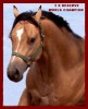 Horse For Sale: IM COOL AND ELEGANT- Photo 1