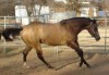 Horse SOLD: MR FEATURE FELLA- Photo 1