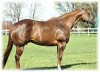 Horse For Sale: PJ Prophets Coolskip- Photo 1