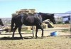 Horse For Sale: THIS LADY AINT KIDDIN- Photo 1