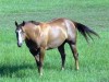 Horse For Sale: Tru To My Heart- Photo 1