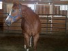 Horse For Sale: CZW SKIP TO WIN- Photo 1