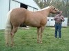 Melody Sunburst- Photo 2