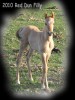 Horse For Sale: AQHA Champion grd.daughter- Photo 1