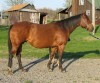 Horse For Sale: Tyrees Classy Lady- Photo 1
