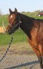 Tyrees Classy Lady- Photo 2