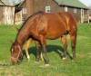 Tyrees Classy Lady- Photo 3